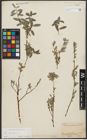 Foto von Salix repens L.